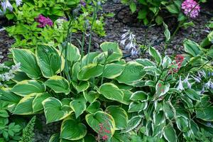 jardim plantar hospedeiro. verde folhas fundo. verão flor natureza. conjunto diferente tipo arbusto em canteiro de flores. jardinagem. foto