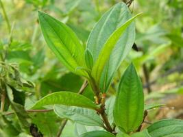 fechar-se foto do tropical plantar folhas dentro a montanhas do sul sulawesi, Indonésia