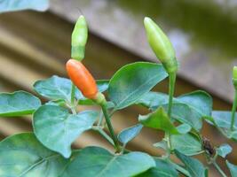 original foto do pequeno Pimenta pimentas a partir de fechar alcance com folhas e hastes. cresce dentro tropical lugares