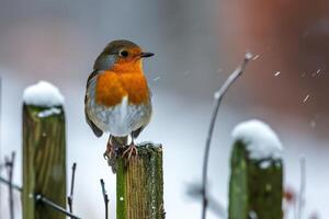 ai gerado europeu robin empoleirar-se em uma jardim cerca dentro inverno. foto