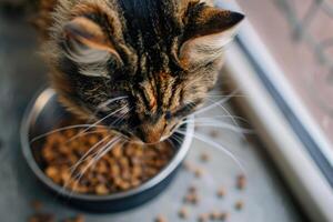 ai gerado fechar-se do gato comendo seco Comida a partir de tigela. foto