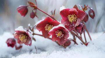 ai gerado Heléborus flores com neve dentro jardim, heléboro inverno rosa floresce foto