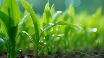 ai gerado jovem milho plantas exibindo fresco orvalho coberto folhagem foto