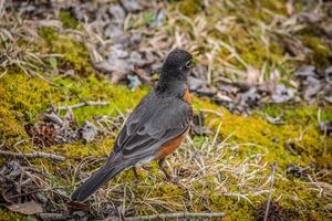 robin redbreast pássaro foto