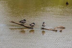 masculino patos selvagens patos em uma registro foto