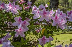 ampla Rosa azálea floresce fechar-se foto