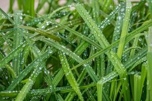 gotas de água na grama foto