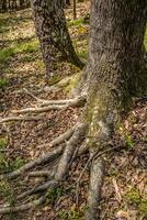 árvore raízes exposto fechar-se foto