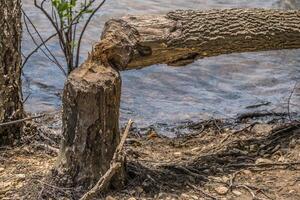 Castor destruição em uma árvore foto