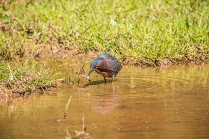 verde garça pegando uma girino foto