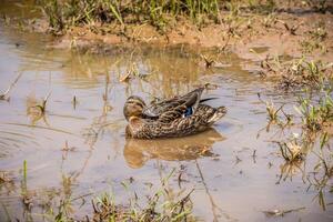 fêmea pato-real Pato às a zonas úmidas foto