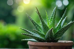 ai gerado aloés vera plantar dentro uma Panela. foto