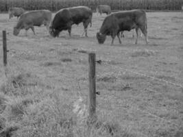 o muensterland alemão foto