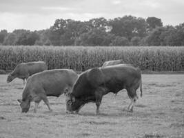 o muensterland alemão foto