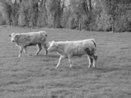 o muensterland alemão foto