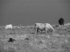 ilha de helgoland na alemanha foto