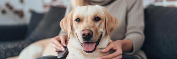 ai gerado dourado retriever desfrutando uma □ Gentil acidente vascular encefálico a partir de proprietário foto