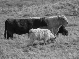 a ilha de helgoland foto