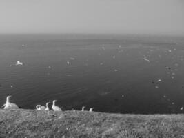 a ilha de helgoland foto