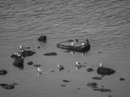 a ilha de helgoland foto