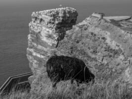 a ilha de helgoland foto