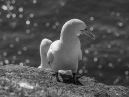 ilha de helgoland na alemanha foto