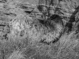 a ilha de helgoland foto