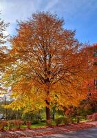 bela árvore de outono com folhas coloridas laranja e vermelho em um dia ensolarado. foto
