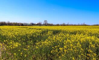 campo amarelo de floração estupro e árvore contra um céu azul com nuvens, fundo de paisagem natural com espaço de cópia, alemanha europa foto