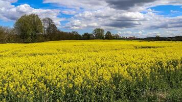 campo amarelo de floração estupro e árvore contra um céu azul com nuvens, fundo de paisagem natural com espaço de cópia, alemanha europa foto