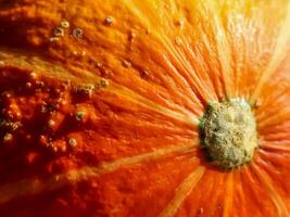 linda abóbora laranja em um fundo de madeira durante o helloween com espaço de cópia foto