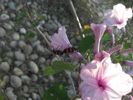 surpreendente flores - ensolarado tons em flores - estoque imagem foto