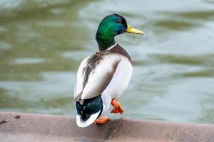 masculino Pato anas platyrhynchos em a água foto