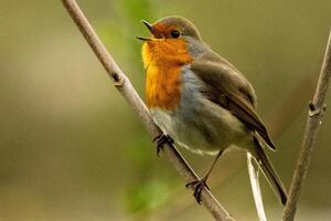 cantando robin sentado em uma ramo foto