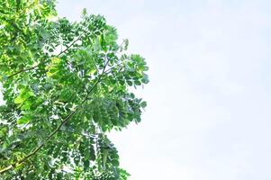 chuva árvore ou samanea samã, leguminosa mimosoideae foto