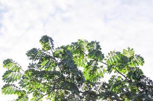 chuva árvore ou samanea samã, leguminosa mimosoideae foto