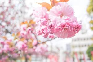 seletivo foco suave doce sakura flor dentro a pastel vintage foto