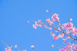 cereja flores dentro Japão em azul céu fundo foto