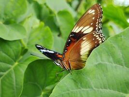 lindo borboleta em uma folha foto
