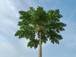 a mamão árvore com Está verde folhas parece longe e fechar para a azul céu foto