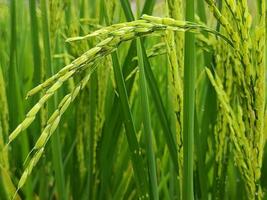 verde, fresco e vivia arroz plantas foto