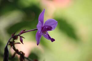espatoglote plicata ou roxa solo orquídea flor com embaçado fundo foto