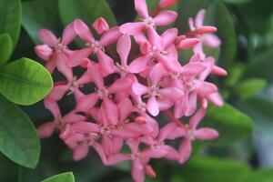 fechar acima Rosa Asoka flor florescendo com embaçado fundo foto