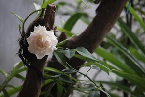 fechar acima do branco rosas perto orquídea plantas com uma embaçado fundo foto