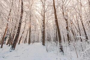 Nevado inverno panorama panorama com sonhadores luz solar. idílico inverno natureza, aventura e liberdade cênica. surpreendente sazonal paisagem, floresta caminho e neve. majestoso inverno paisagem, país das maravilhas foto