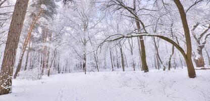 panorama do inverno natureza panorama às nascer do sol. Natal sazonal floresta fundo. tranquilo caminho Nevado árvores idílico luz solar. pinho árvores coberto com neve gelado tarde. lindo inverno caminho foto