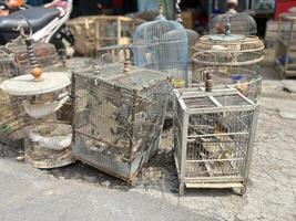 pomba pássaro negociação às a beira da estrada animal mercado foto