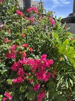 Rosa buganvílias flores dentro a Jardim foto