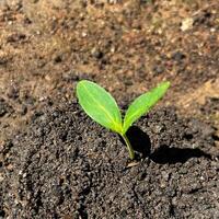 plantio vários plantas dentro a jardim preserva natureza foto