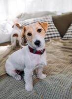 fofa adulto jack russell terrier sentado em a cama. adorável animal olhando às Câmera foto